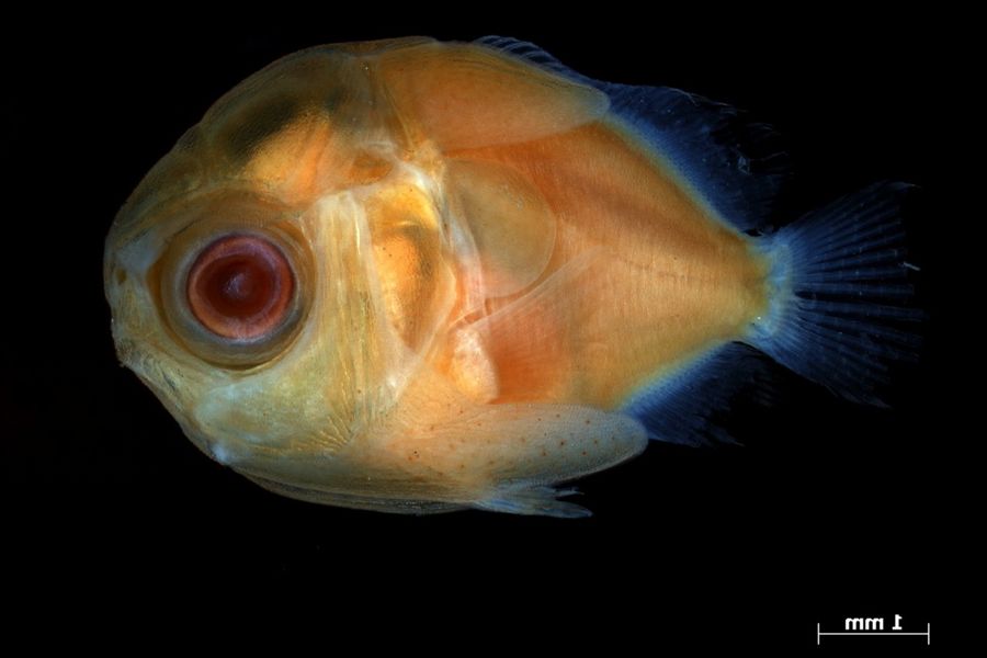 Butterflyfish Larva