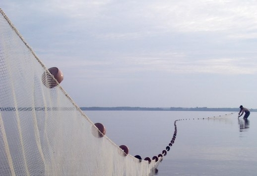 Striped Bass Survey seine