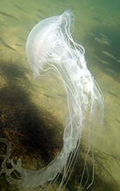 The bay nettle {em}Chrysaora chesapeakei{/em}. Photo by Jon Lefcheck.