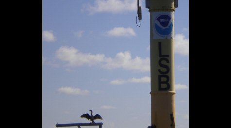 Cormorant on the LSB closeup