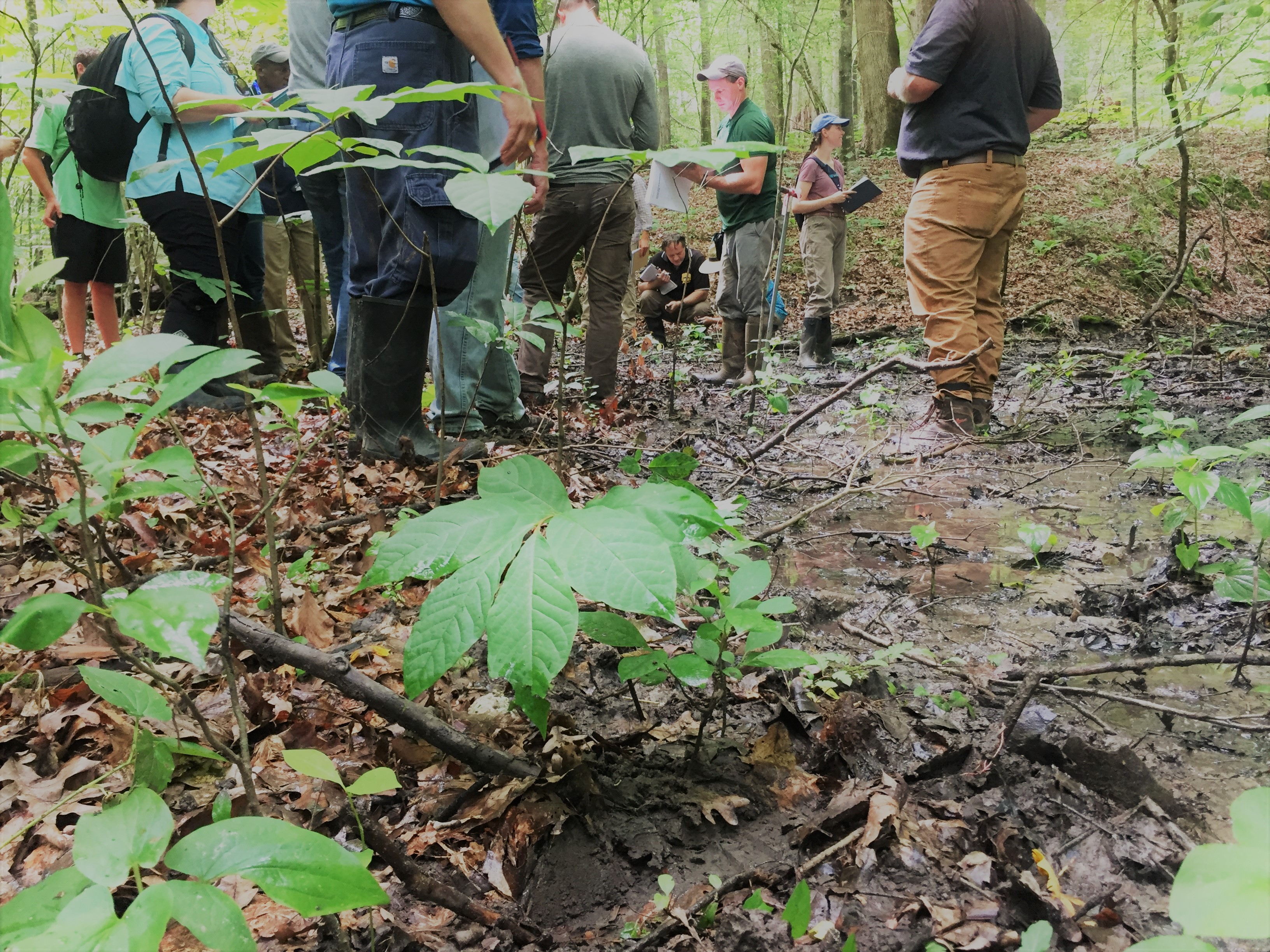 Delineation in action.