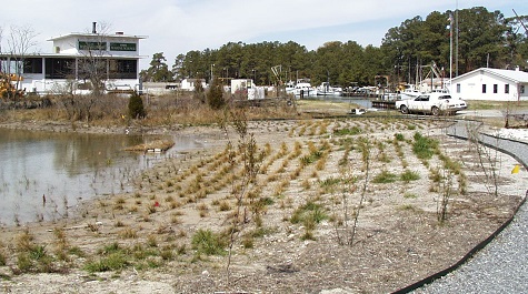 Planted Tidal Marsh - New
