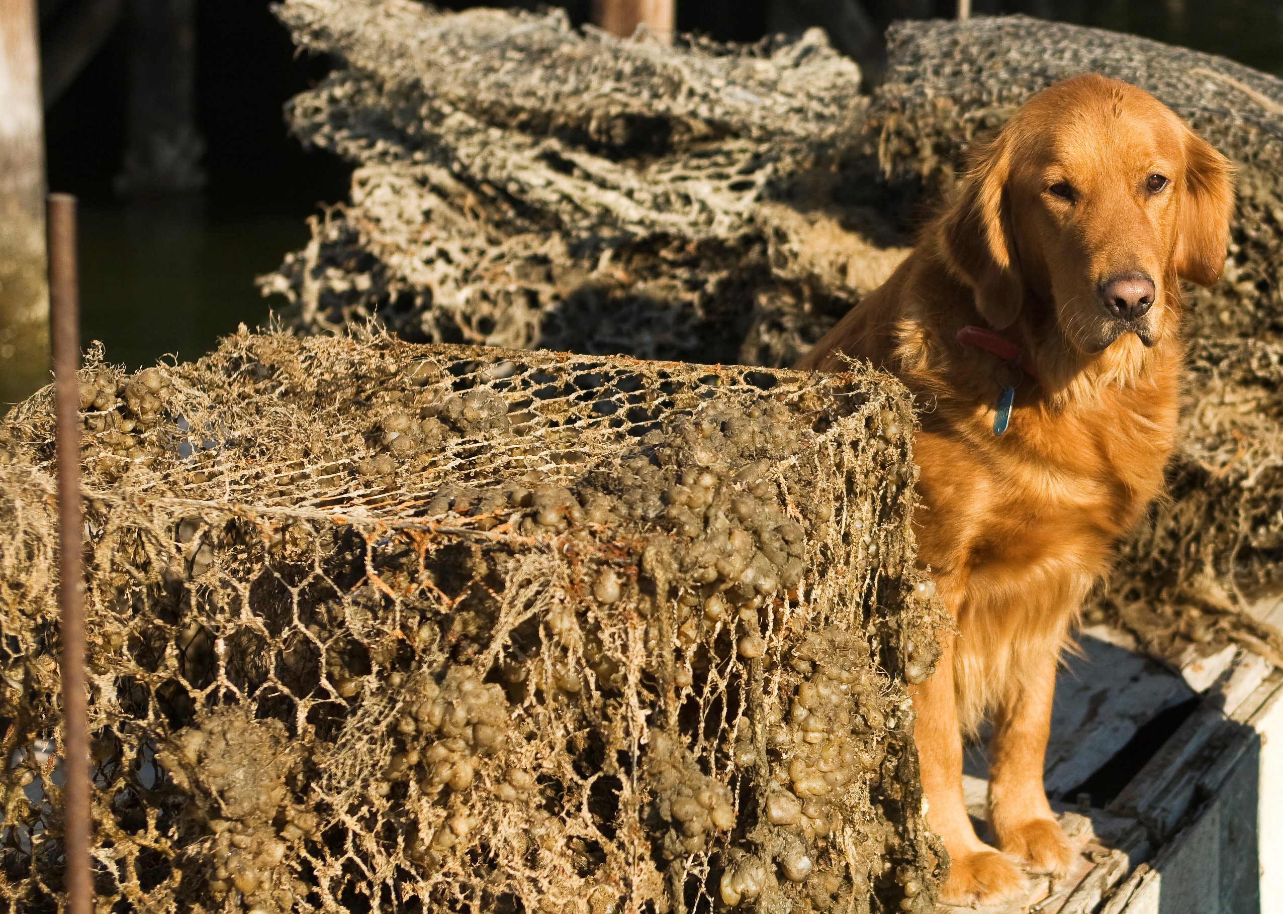 Crab Pots