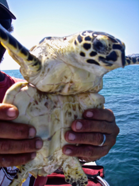 Heart-rending images of sea turtles and other marine life has rightully raised public concern about plastic pollution. Microplastics are likely even more harmful. © J. Chinuntdet/Marine Photobank.