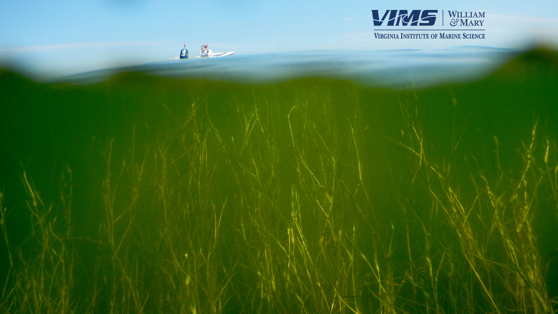 Goodwin Island seagrass