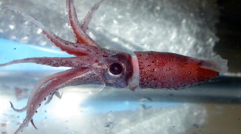 Jewel Squid