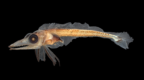 Larval Fish