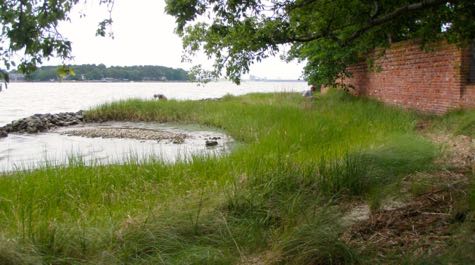 Living Shoreline