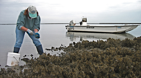 Collecting Oysters