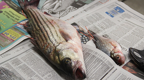 Tagging the fish in the sea