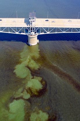 Bloom streaks in the York River beneath the Coleman Bridge as imaged by VIMS' aerial drone. Note the turbulence caused by the flood tide carrying the bloom past the bridge piling. 