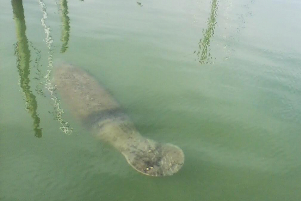 Manatee