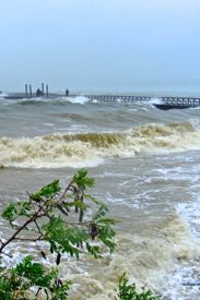 Large waves from winter storms often uproot seagrass seedlings.