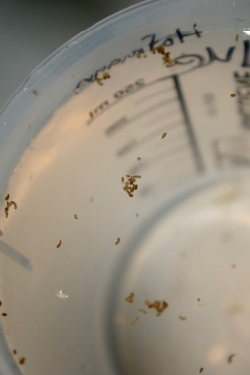 A beaker holds coral larvae in the lab. © E. Rivest/VIMS.