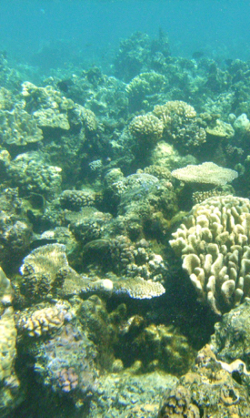 Healthy corals are a partnership between coral animals and algal symbionts that live within their tissues. © E. Rivest/VIMS.