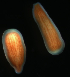 Adult corals release free-swimming larvae as one means of propagating the next generation. Here are two larvae of {em}Pocillopora damicornis{/em}, the coral species that Rivest and colleagues used in their experiments. The brown ‘ribbons’ are the algal symbionts, which enter the larvae before they are released from the adult corals. © E. Rivest/VIMS.