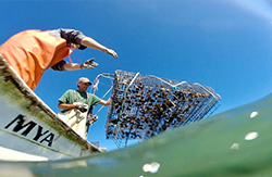 Reba Turner Smith's photo of a cage being tossed into a seaside bay won first prize in the "People at Work" category. Click for a larger view.