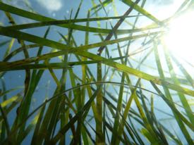 Reduction of nutrient inputs encourages the clear water that is key to seagrass survival. E. Shields/VIMS.