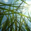 Seagrass, Clear Water