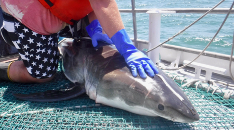 Immature Great White Shark