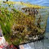 A derelict crab trap.