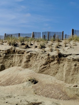 Erosional scarping of a dune face near Duck, NC due to the cumulative impacts of this year's hurricanes. Note the scarcity of roots through this constructed dune. © Nick Cohn/ERDC.