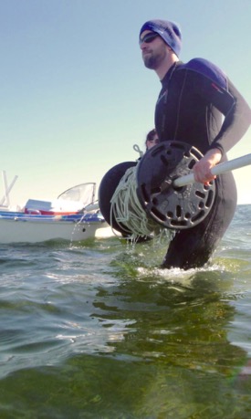 Lefcheck conducts fieldwork in the seagrass meadows of Virginia's Eastern Shore during his time as a graduate student at the Virginia Institute of Marine Science. © P. Richardson/VIMS.