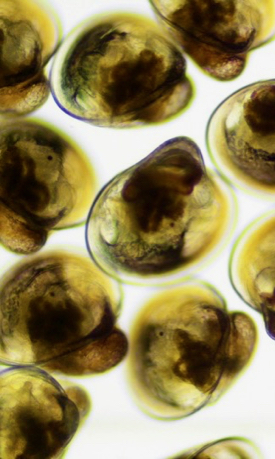 Oyster larvae in the hatchery at VIMS. © Lauren Gregg/VIMS.