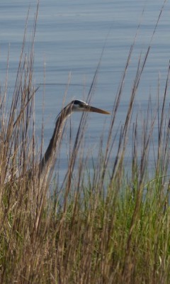 Saltmarshes feed and shelter a wide variety of organisms.