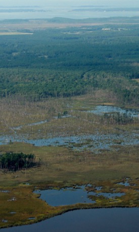 Sea-level rise, marked by ghost forests and abandoned farm fields, will mostly impact rural land–much of it privately owned. © M. Kirwan/VIMS.