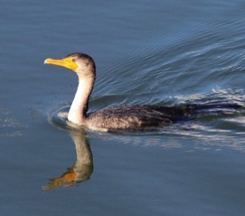 Studies with cormorants reveal that increased turbidity may lower feeding success among these highly visual avian predators. © D. Malmquist.