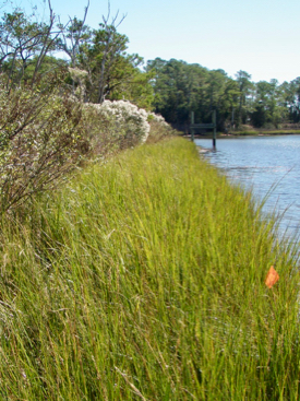 Although they can hold significant amounts of blue carbon, fringing marshes are narrow and thus difficult to map. © M. Mitchell/VIMS.