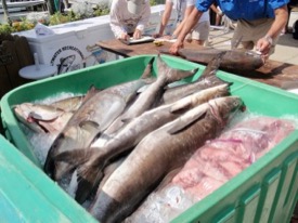 Cobia are a favorite of Chesapeake Bay anglers. © Ken Neill.