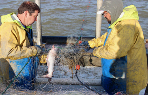 Blue Catfish Bycatch