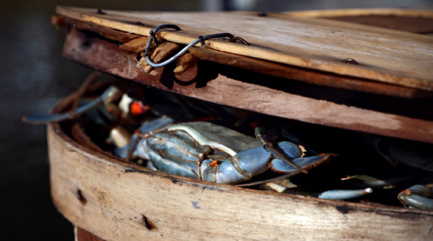 Blue Crabs