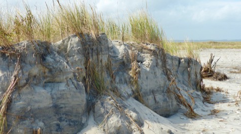 The Roots of a Dune