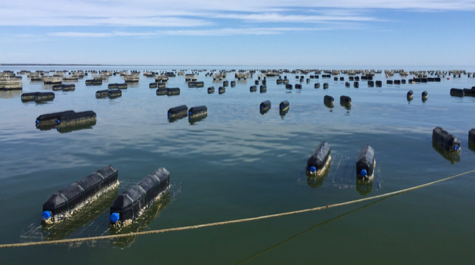 Oyster Farm