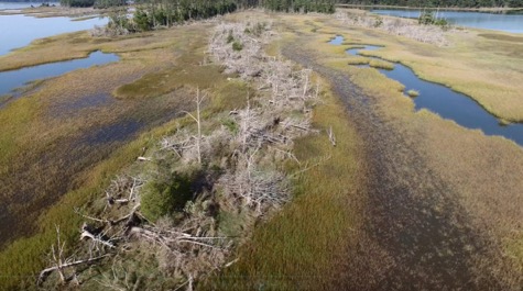 Catlett Island Ghost Forest