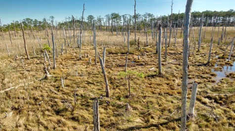 Blackwater Ghost Forest