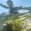 Eelgrass Recovery Photo