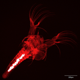 The white specks in the gut of this larval brine shrimp are microplastic particles from the breakdown of polyurethane foam. © Hamish Small/VIMS.