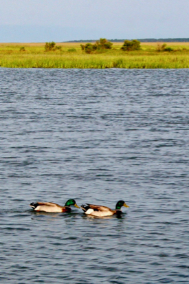 The coastal lagoons of Virginia’s seaside Eastern Shore provide important nursery and feeding habitat for a variety of wildlife. © D. Malmquist/VIMS