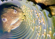 A male oyster toadfish guards its eggs. © Paula Dye.