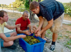 Orth (C) sorts seeds of the Australian seagrass {em}Posidonia {/em} with VIMS graduate students AJ Johnson (L) and Stephen Manley (R). © A. Rossen.