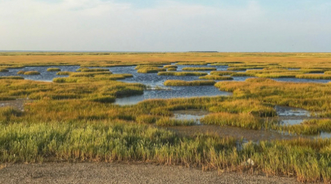 Saltmarsh