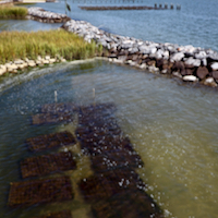 Oyster Cages