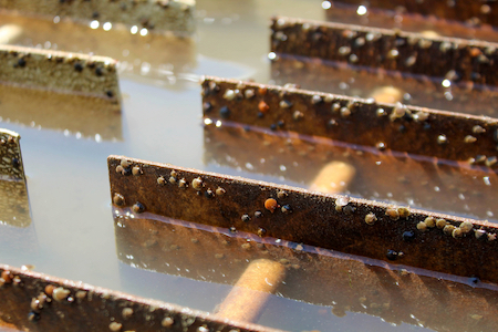 Vertical fins support tank-raised bay scallops as they mature. © Reba Smith.