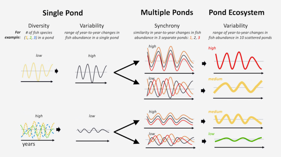 Conceptual diagram uses fish in ponds to illustrate how variability propogates from small to large scales. Click for larger version.