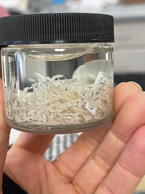 A jar of larval Antarctic silverfish. © Laura Patrick/VIMS.