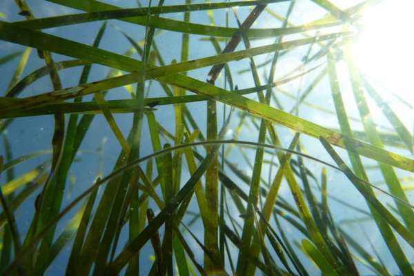 Eelgrass Shoots